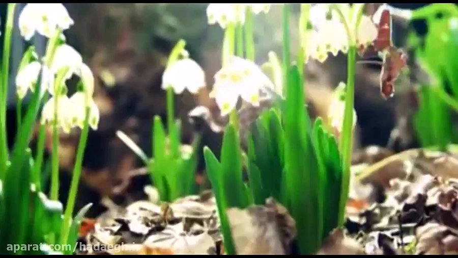 مولودی میلاد حضرت فاطمه معصومه (س) با نوای استاد حدائق