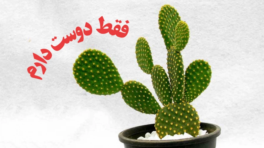 فقط دوست دارم