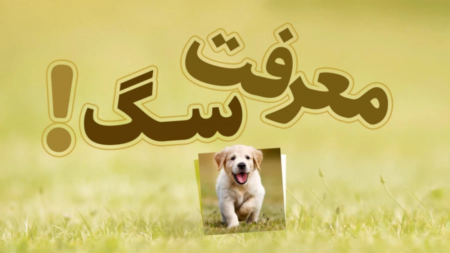 *معرفت سگ!