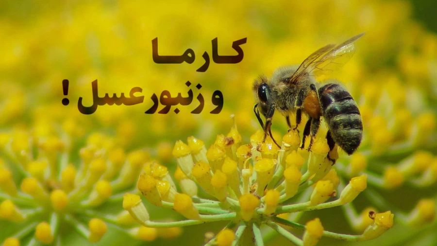 کار ما و زنبور عسل !